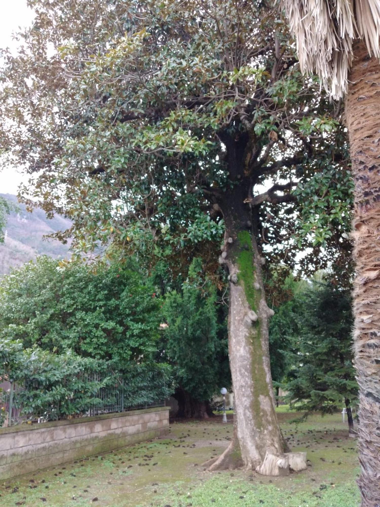 Villa Pellicano -Il Nido Castellammare di Stabia Extérieur photo
